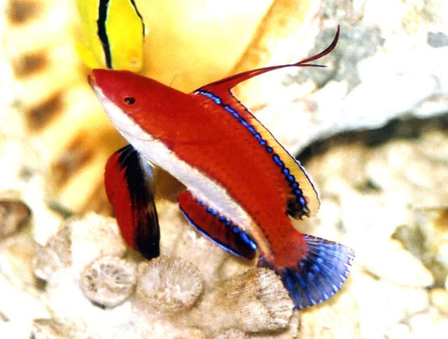 Cirrhilabrus rubriventralis